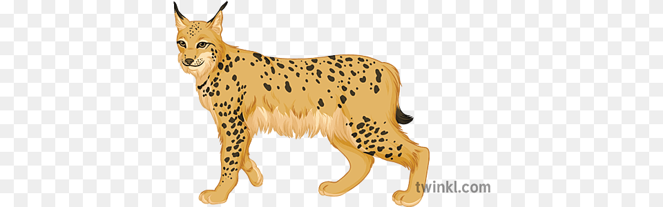 Lynx Pshe Daily Debate Wild Animals Big Cat Secondary Animal Figure, Mammal, Wildlife, Cheetah Free Png