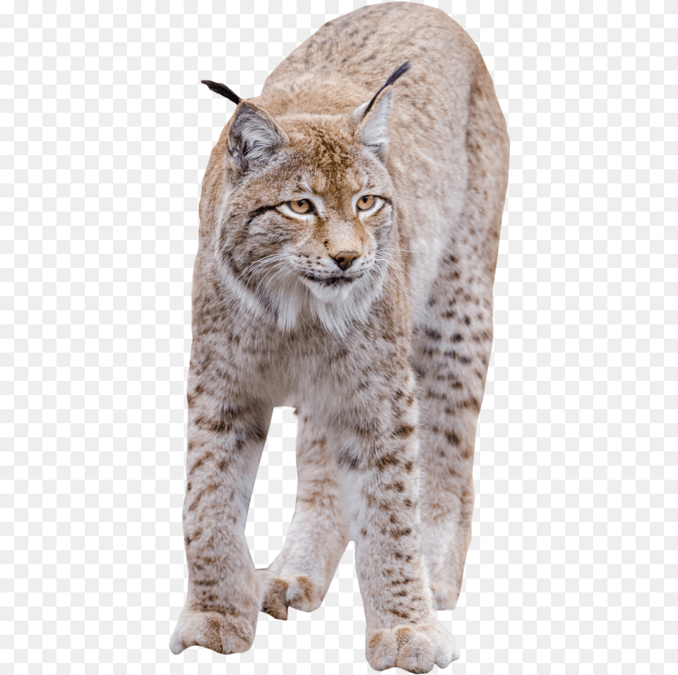 Lynx Standing Transparent Bobcat, Animal, Mammal, Wildlife, Cat Png Image