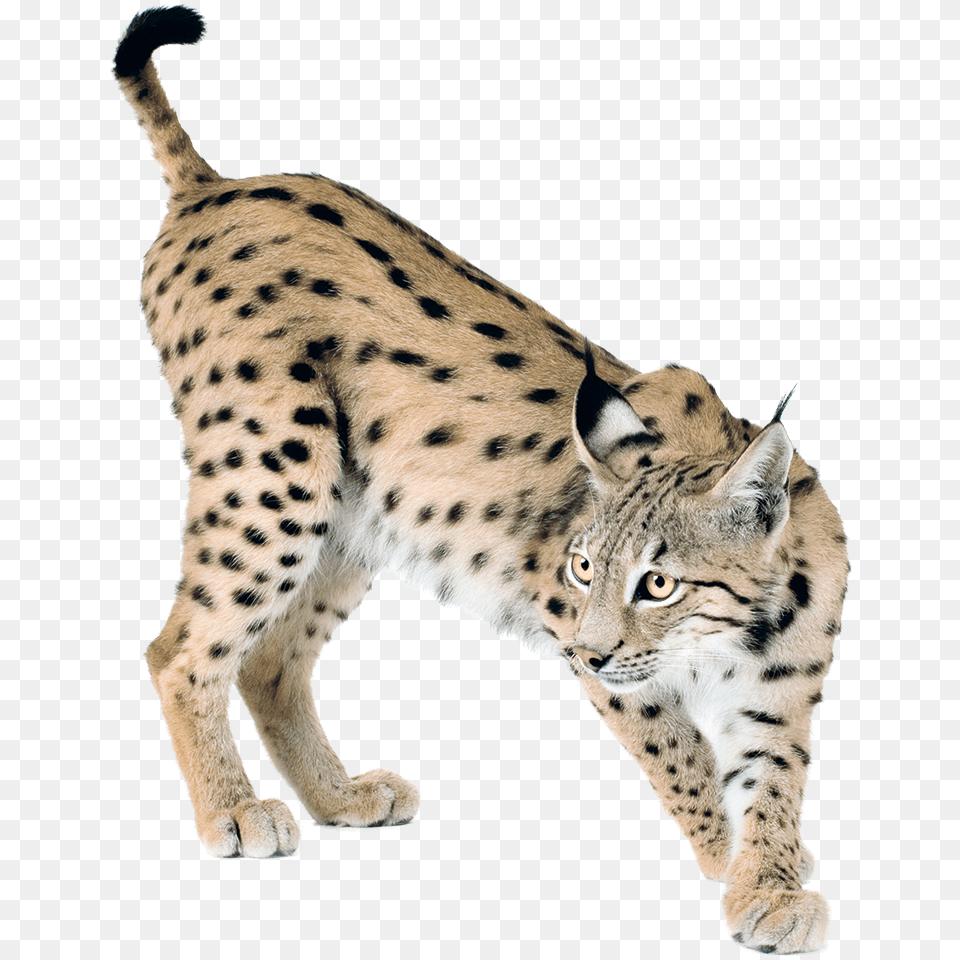 Lynx Transparent Lynx, Animal, Mammal, Wildlife, Cheetah Png