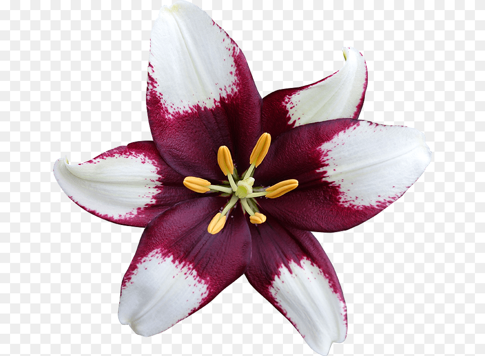 Lys 5 Lily, Anther, Flower, Plant, Pollen Png Image