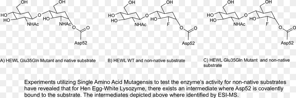 Lysozymeintermediates Copy Aspartate And Glutamate Lysozyme, Gray Free Png Download