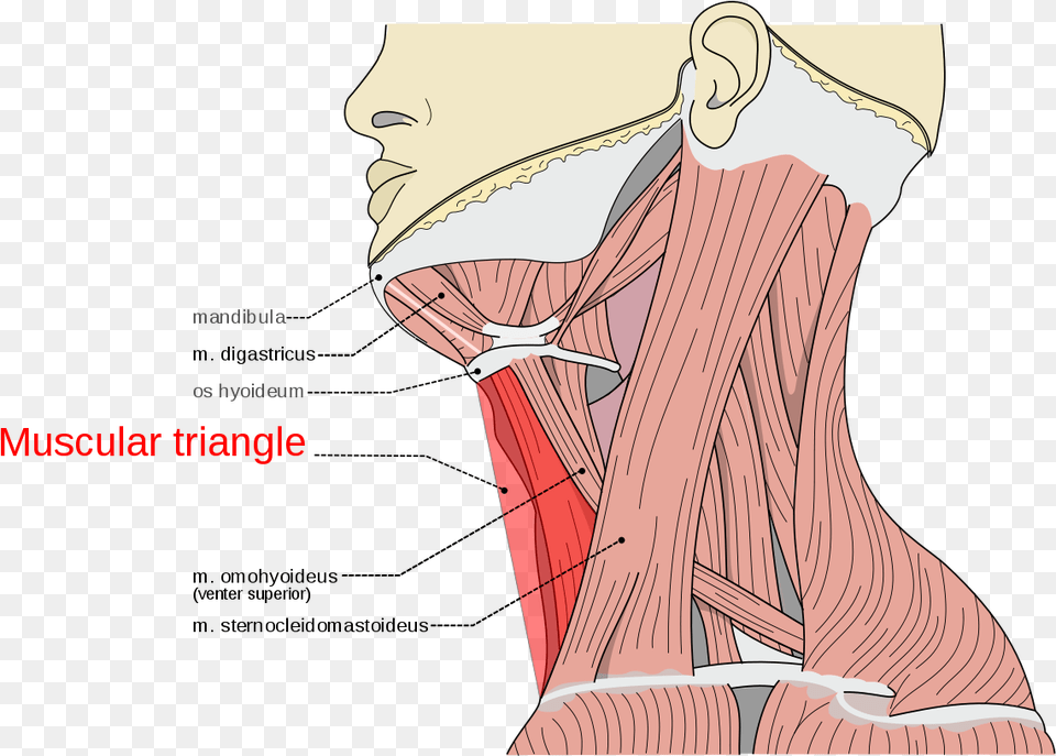 M Digastricus Venter Posterior, Head, Body Part, Person, Face Free Png Download