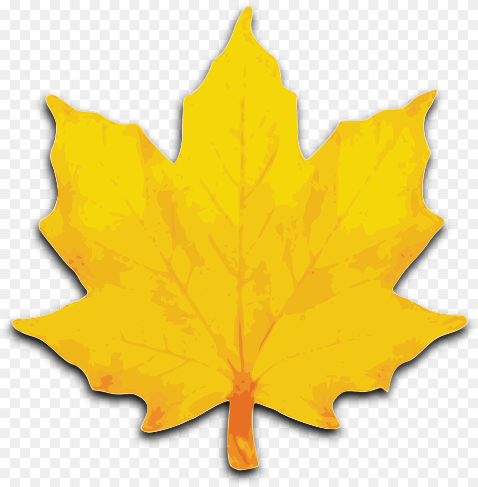 M Leaf Icons, Maple Leaf, Plant, Tree, Animal Free Png Download