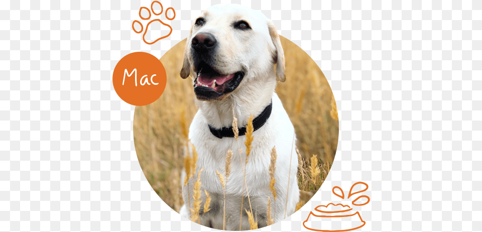 Mac And Mates Labrador Retriever, Animal, Canine, Dog, Labrador Retriever Png Image