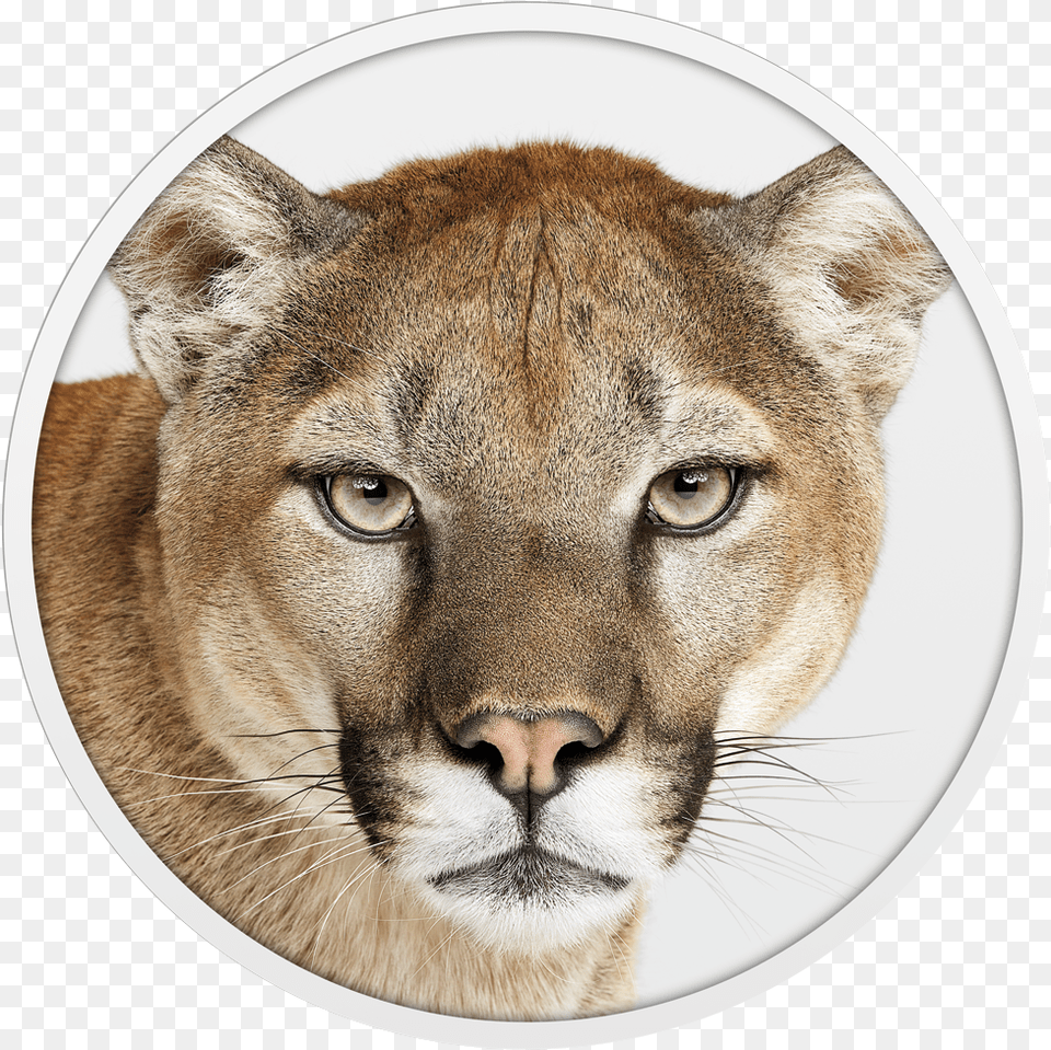 Mac Os Mountain Lion, Animal, Mammal, Wildlife, Cougar Png
