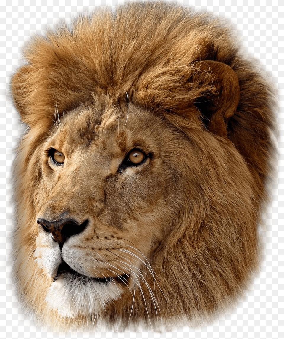 Mac Os X Lion Png