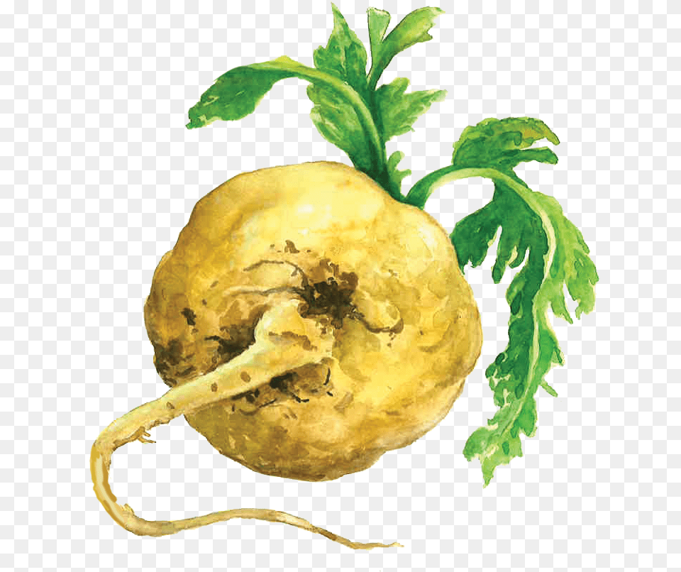 Maca Root Maca Root Transparent Background, Food, Produce, Plant, Rutabaga Png Image