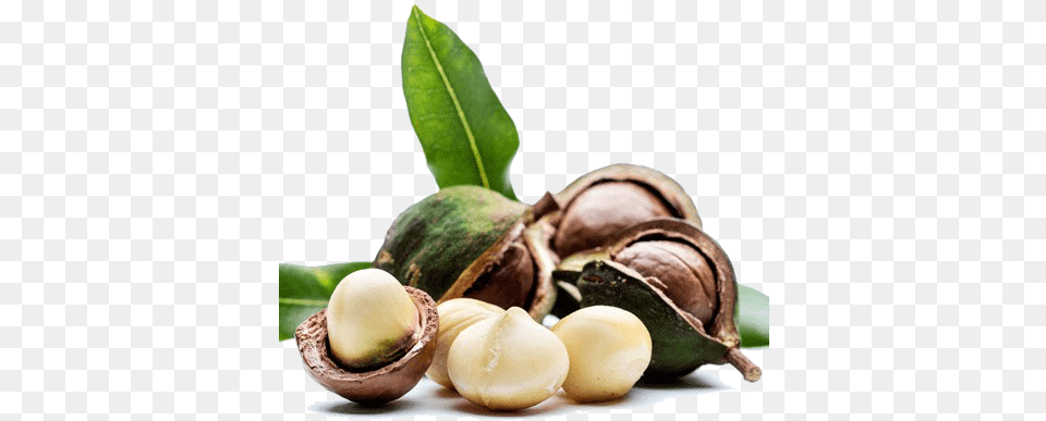Macadamia Nuts Image Macadamia Nut, Food, Plant, Produce, Vegetable Png