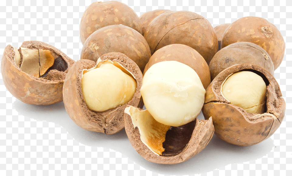 Macadamia Nuts Picture Macadamia Nuts, Food, Nut, Plant, Produce Free Png
