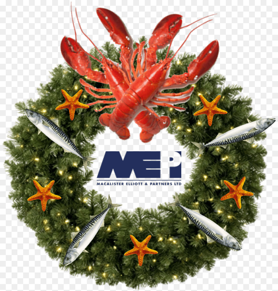 Macalister Elliott Christmas Wreath No Background, Animal, Fish, Sea Life, Food Free Png