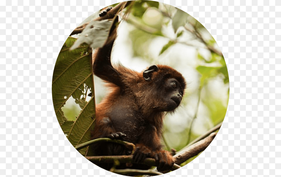 Macaque, Animal, Mammal, Monkey, Wildlife Free Transparent Png