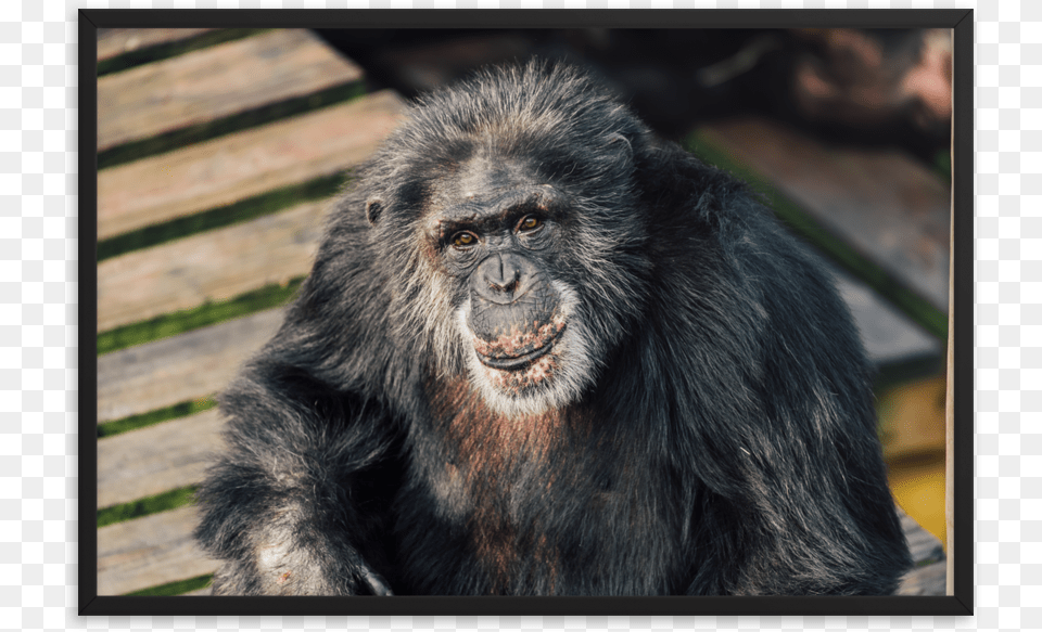 Macaque, Animal, Ape, Mammal, Monkey Free Png Download