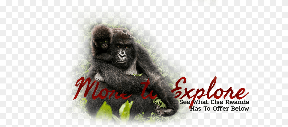 Macaque, Animal, Ape, Mammal, Monkey Png
