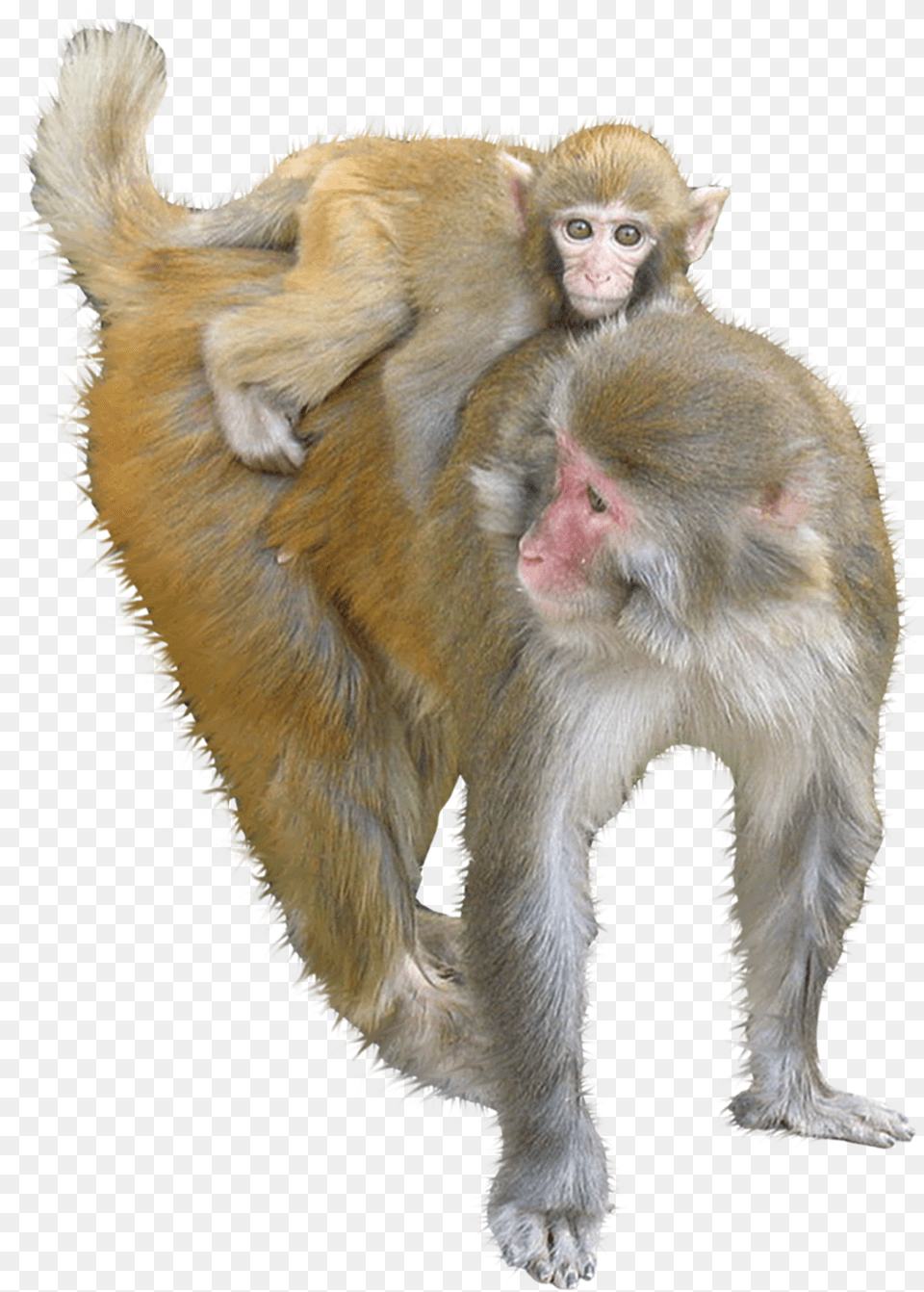 Macaque Ape Monkey Monkey, Animal, Mammal, Wildlife, Baboon Png Image