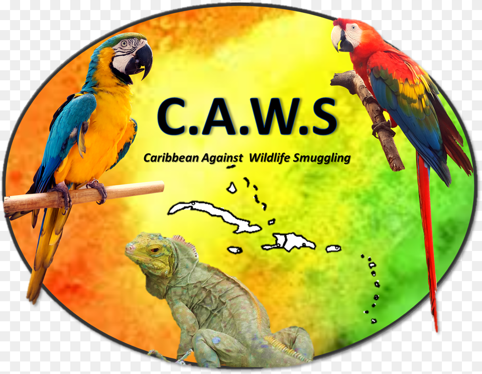 Macaw, Animal, Bird, Lizard, Reptile Png