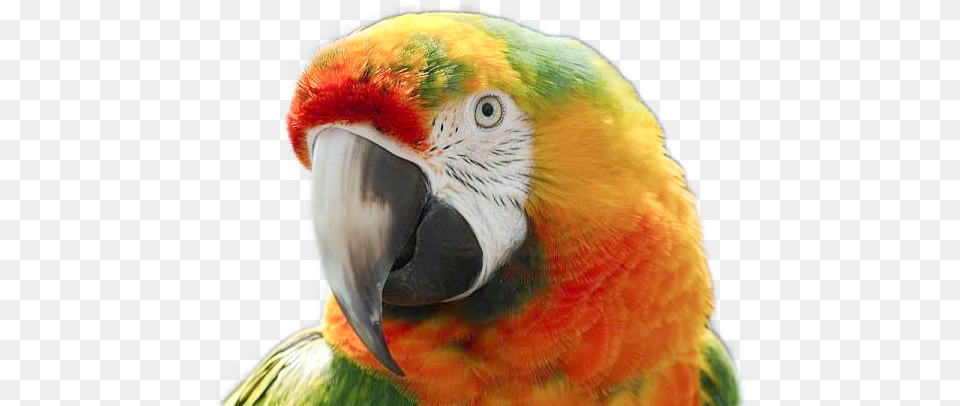 Macaw, Animal, Beak, Bird, Parrot Free Transparent Png