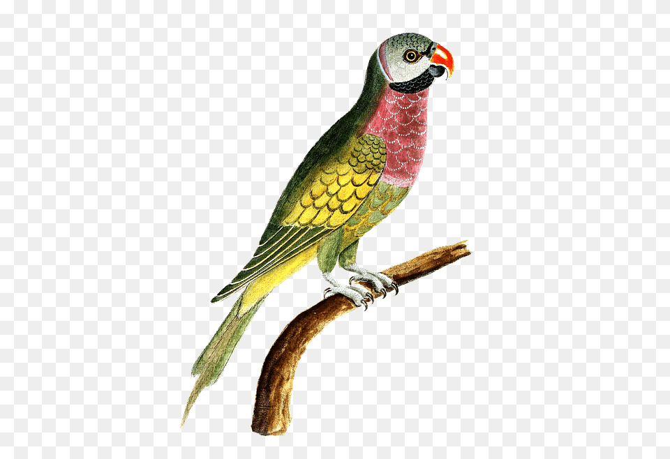 Macaw 21 Buy Clip Art Waiting In The Wings Idiom, Animal, Beak, Bird, Parrot Png Image