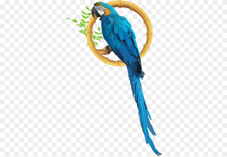 Macaw, Animal, Bird, Parrot Png Image
