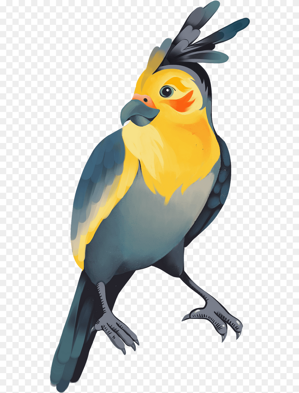 Macaw, Animal, Beak, Bird, Jay Png Image