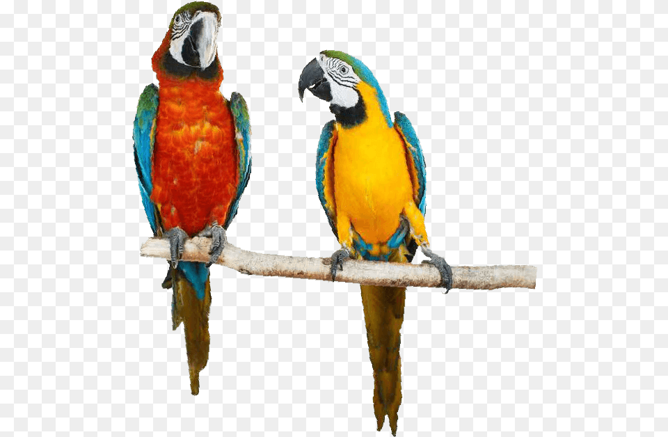 Macaw, Animal, Bird, Parrot Free Png