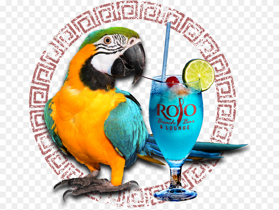 Macaw, Glass, Animal, Bird, Alcohol Png Image