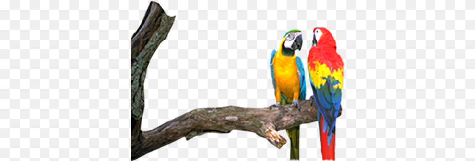 Macaw, Animal, Bird, Parrot Free Transparent Png