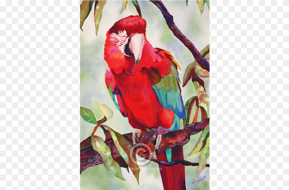 Macaw, Animal, Bird, Parrot Png