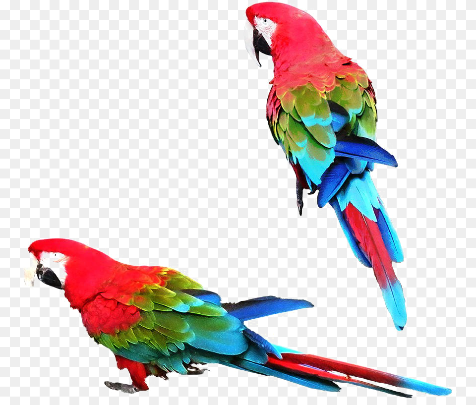 Macaw, Animal, Bird, Parrot Free Png