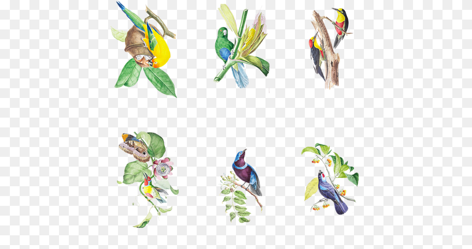 Macaw, Animal, Finch, Bird, Leaf Png