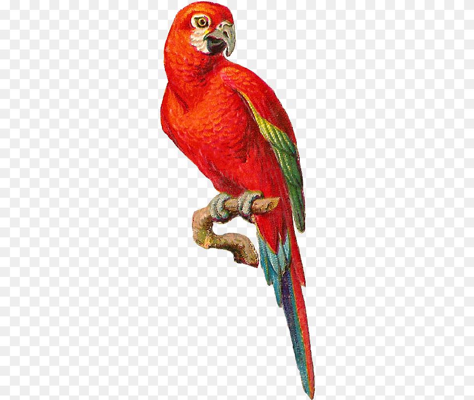 Macaw Bird Hd, Animal, Parrot Png Image