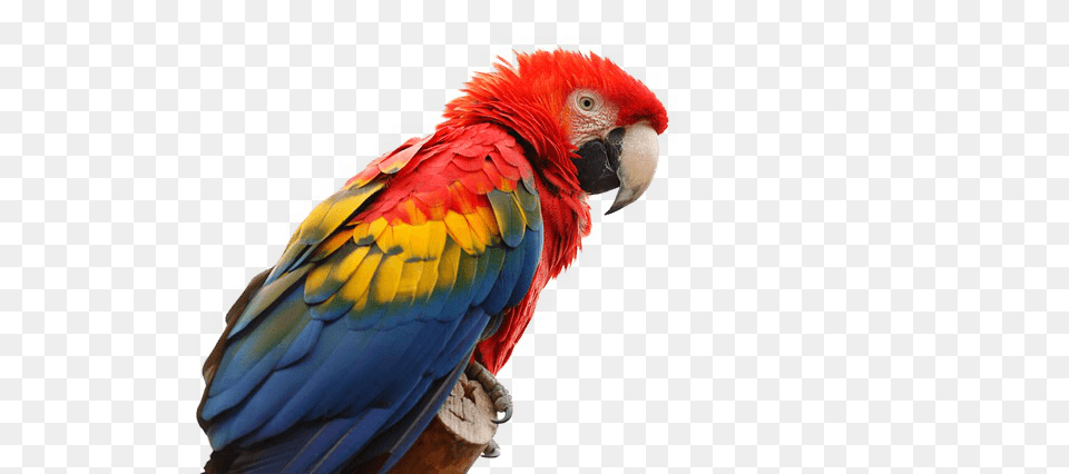 Macaw Bird Transparent, Animal, Parrot Free Png Download