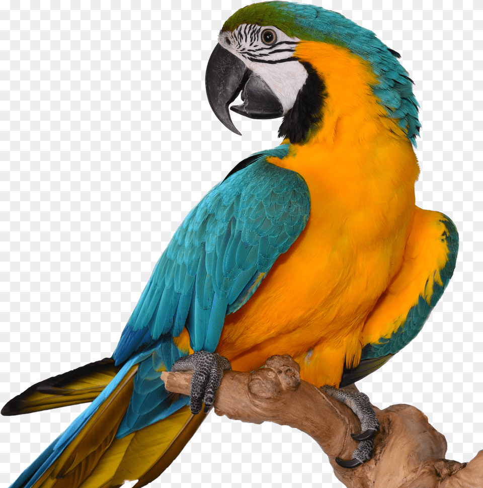Macaw Blue Gold Macaw, Animal, Bird, Parrot Png Image