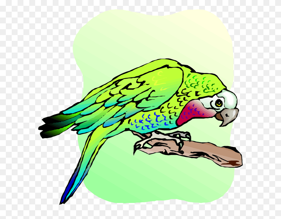 Macaw Clip Art, Animal, Baby, Person, Bird Free Png