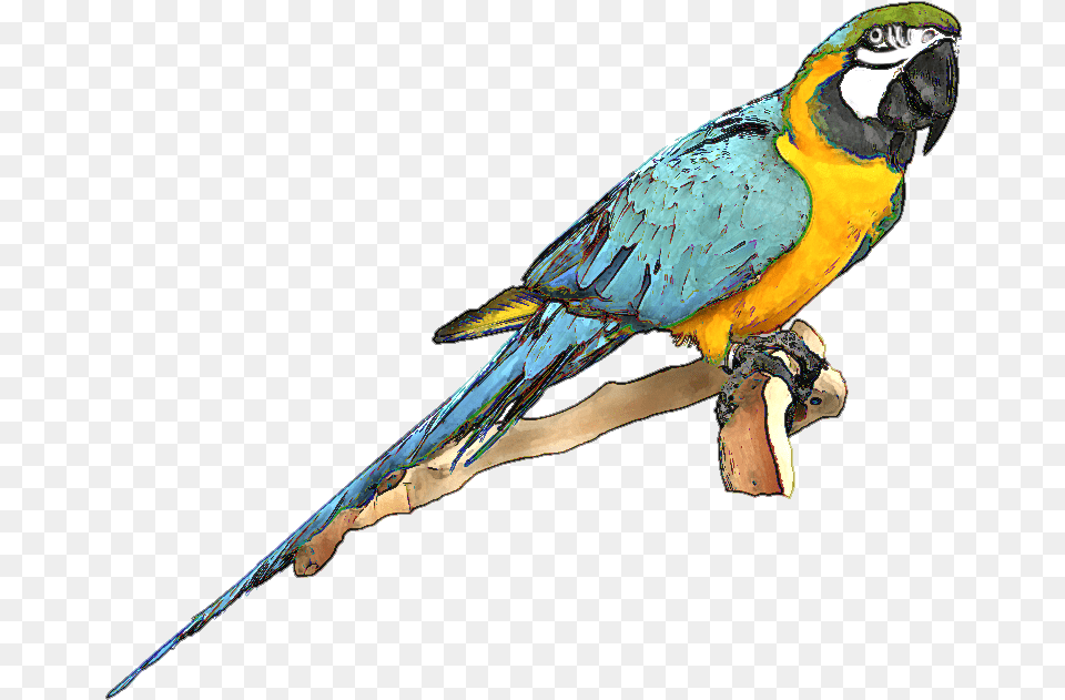 Macaw Clipart, Animal, Bird, Parrot Png Image