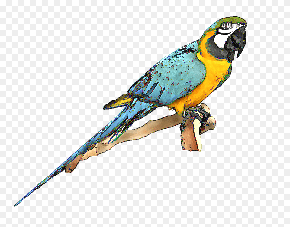 Macaw Clipart, Animal, Bird, Parrot Free Png Download