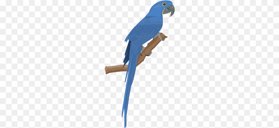 Macaw Clipart Hyacinth Macaw Hyacinth Macaw Vector, Animal, Bird, Parrot Free Png Download