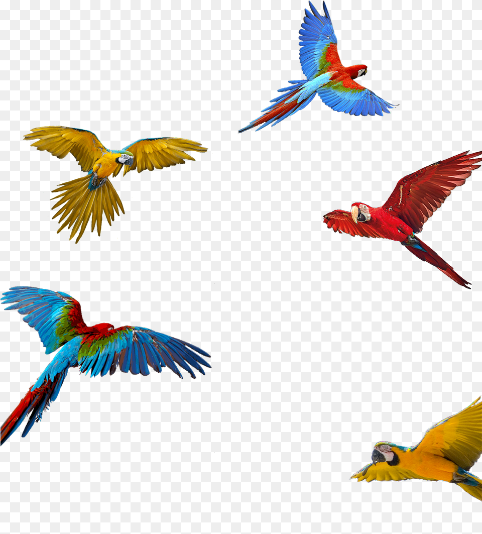 Macaw Download Parrot Vijay Mahar Parrot Background, Animal, Bird, Flying Png