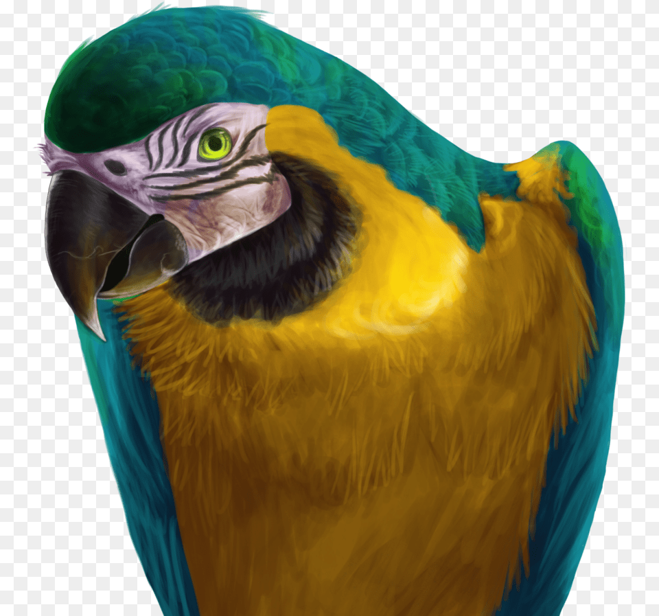 Macaw Drawing Makaw Blue And Yellow Macaw, Animal, Bird, Parrot Free Png