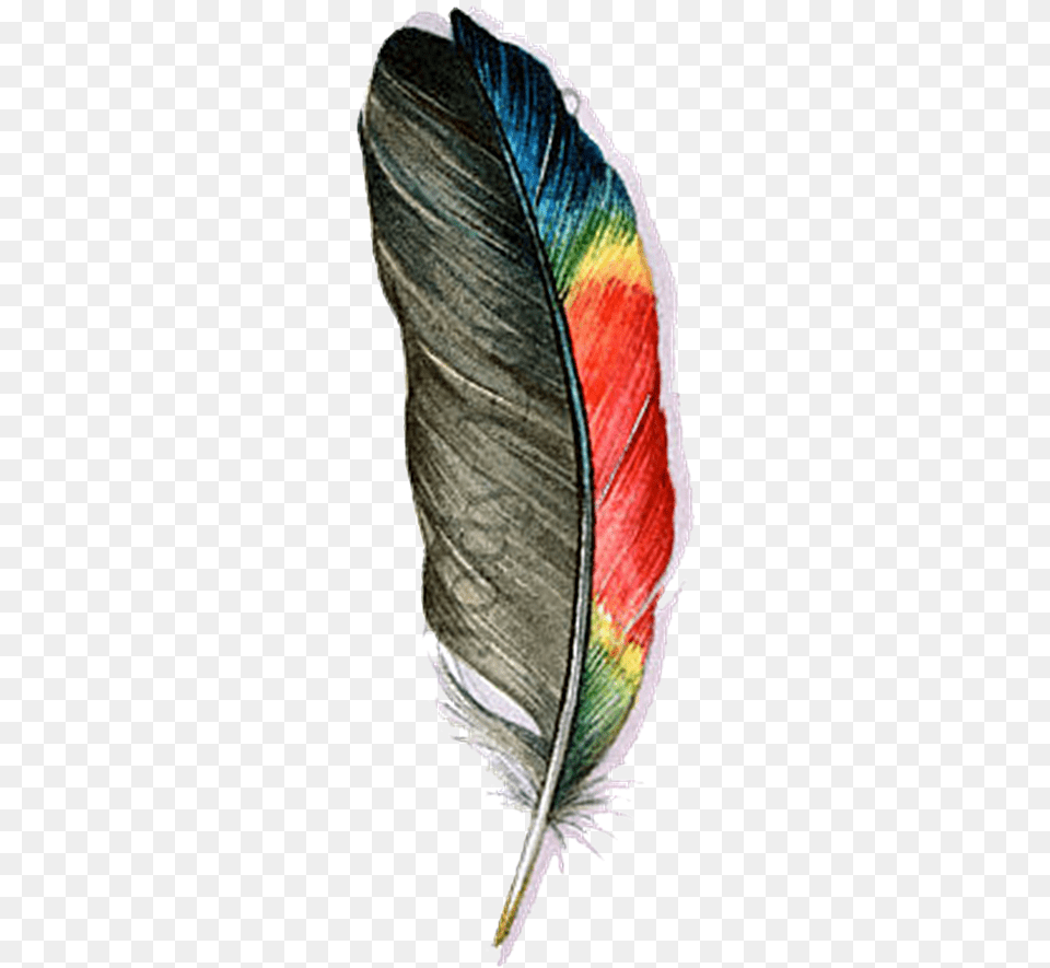 Macaw Feather Background Background Feather, Leaf, Plant, Bottle, Clothing Free Transparent Png