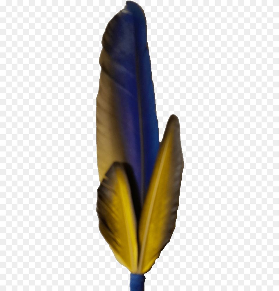 Macaw Feather Photo Feather, Bottle, Leaf, Plant, Ink Bottle Free Transparent Png