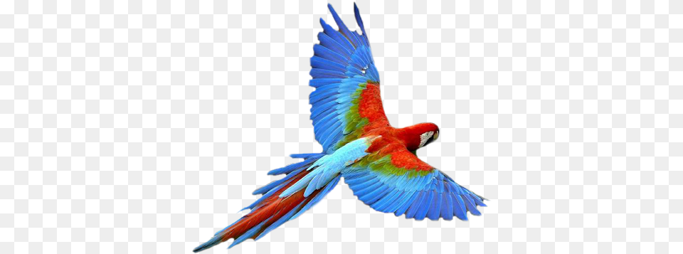 Macaw Flying Parrot Transparent, Animal, Bird Free Png