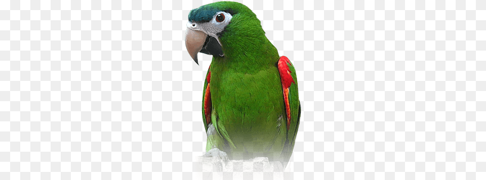Macaw Hahns Macaw, Animal, Bird, Parrot Free Transparent Png