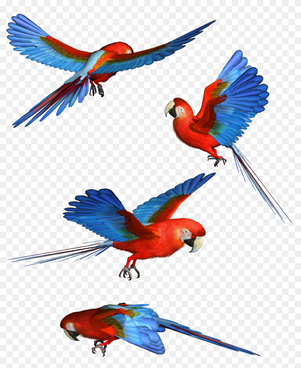 Macaw Hd Colorful Flying Birds, Animal, Bird, Parrot Free Png Download