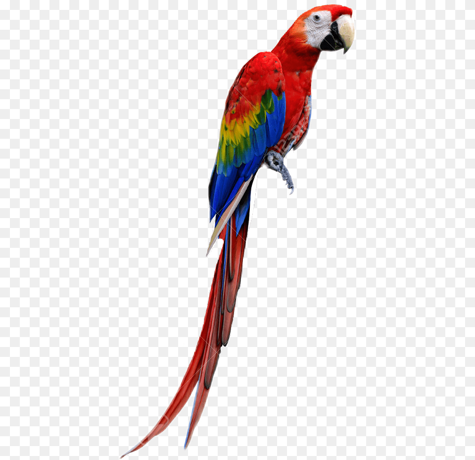 Macaw Imagenes De Guacamayas, Animal, Bird, Parrot Png Image