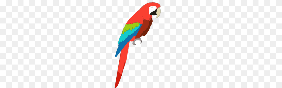 Macaw Images, Animal, Bird, Parrot Free Transparent Png