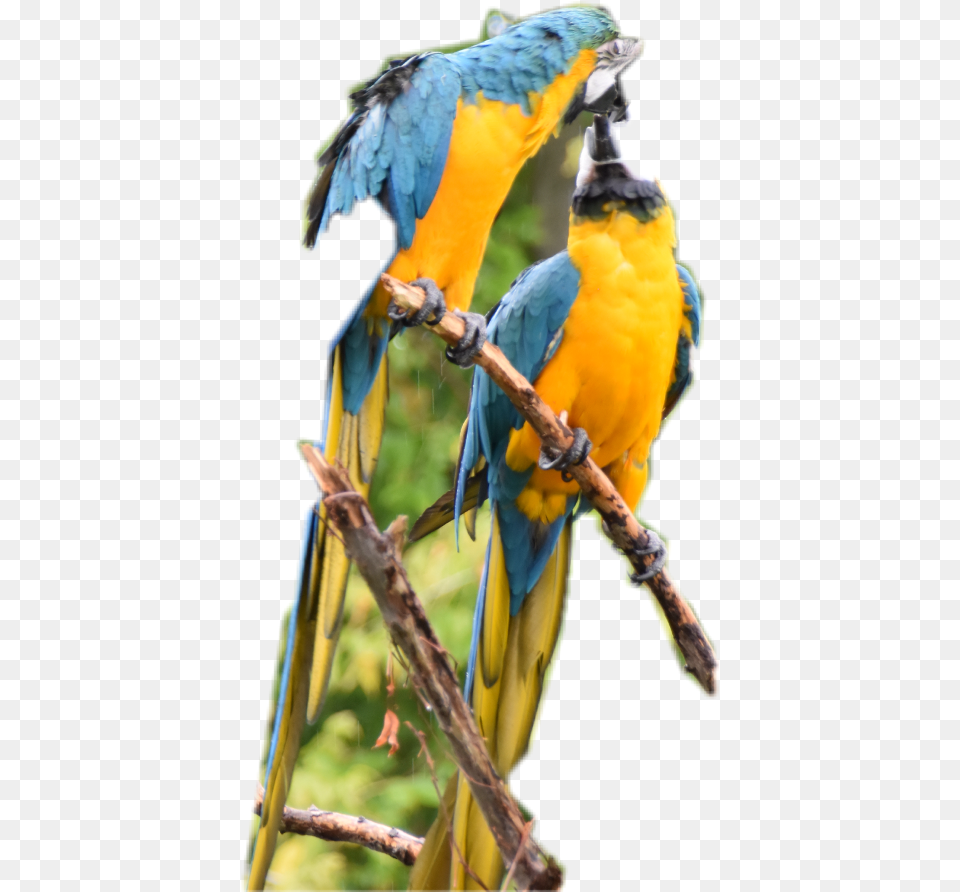 Macaw Macaw, Animal, Bird, Parrot Free Png Download