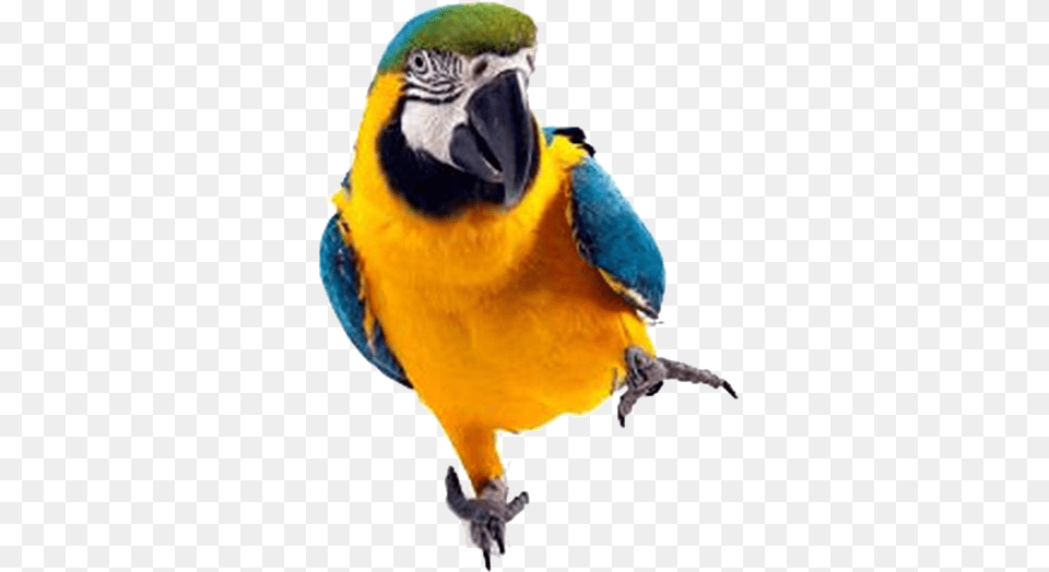 Macaw Parrot Background Parrot Full Hd, Animal, Bird, Beak Png