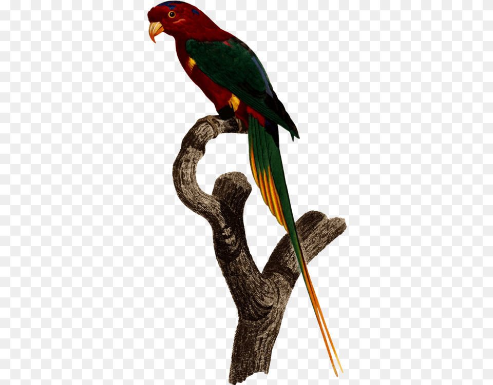 Macaw Parrot Bird Clipart Superb Parrot, Animal, Reptile, Snake Png Image