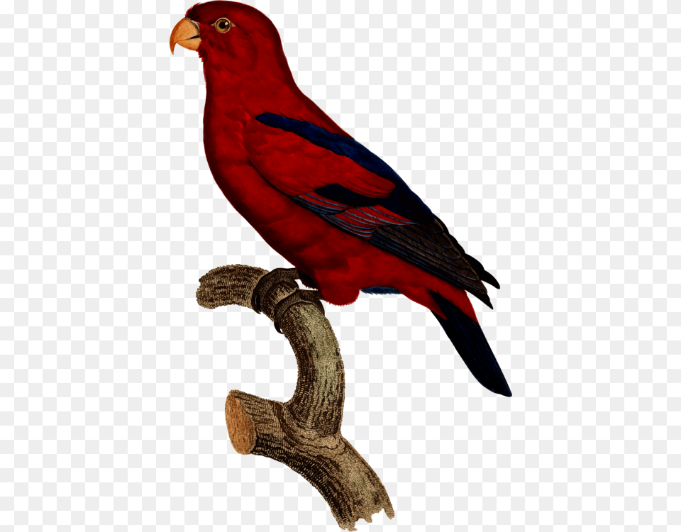 Macaw Parrot Bird Finches Drawing, Animal Free Png