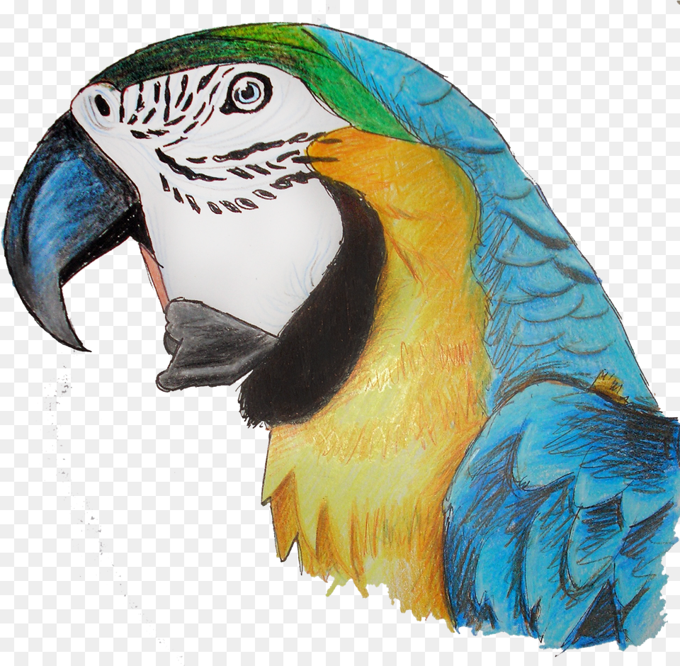 Macaw Parrot Pic Perico De Anillo Indio, Animal, Beak, Bird Free Png